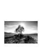 Tavla Landscape Tree, Plexiglas