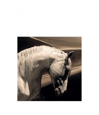 Tavla Arabian Horse, Plexiglas